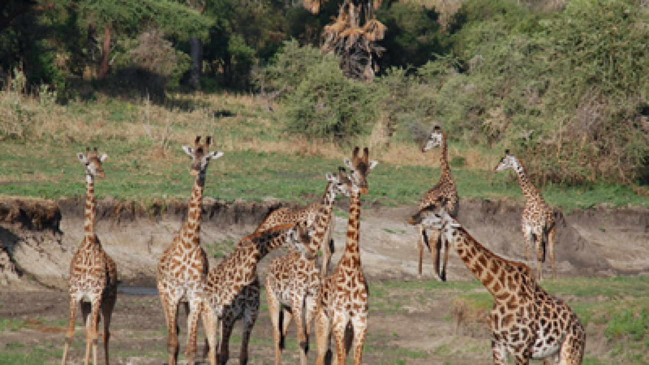 safari Tanzania3